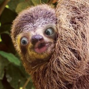 Meet your Posher, Bella